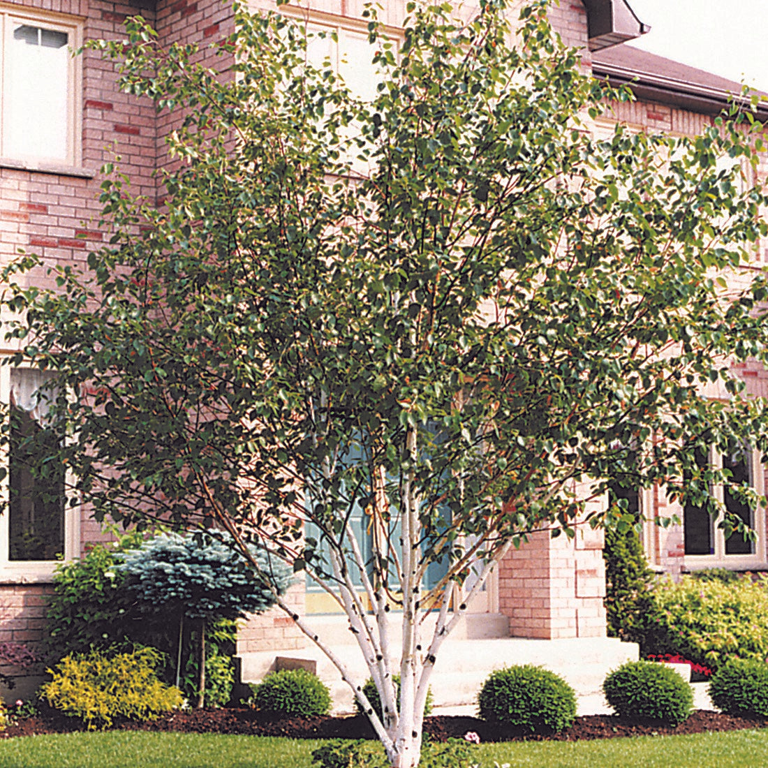 Birch 'Paper'