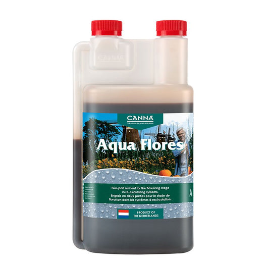 Canna Aqua Flores