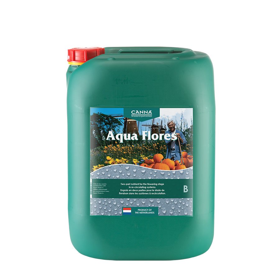 Canna Aqua Flores