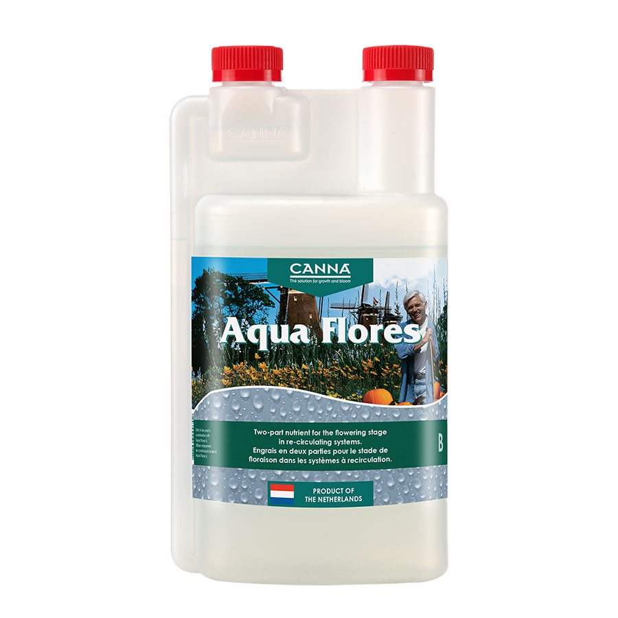 Canna Aqua Flores