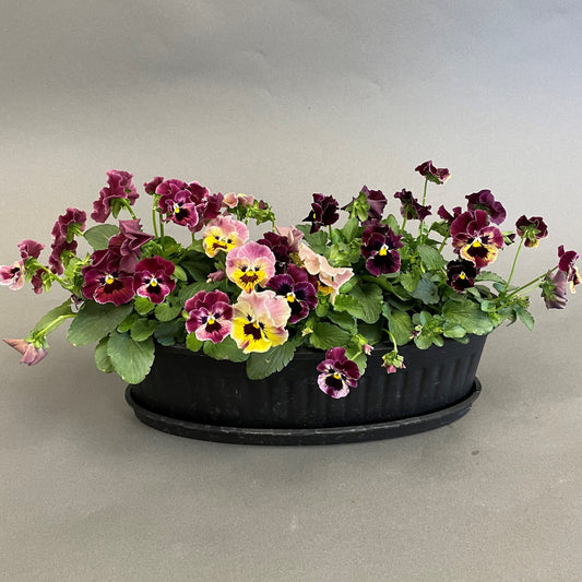 Viola 8" Oval Bowl