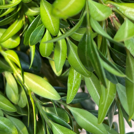 Fresh Boxwood American Green Bundle