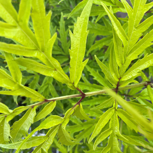 Elder 'Lemony Lace'