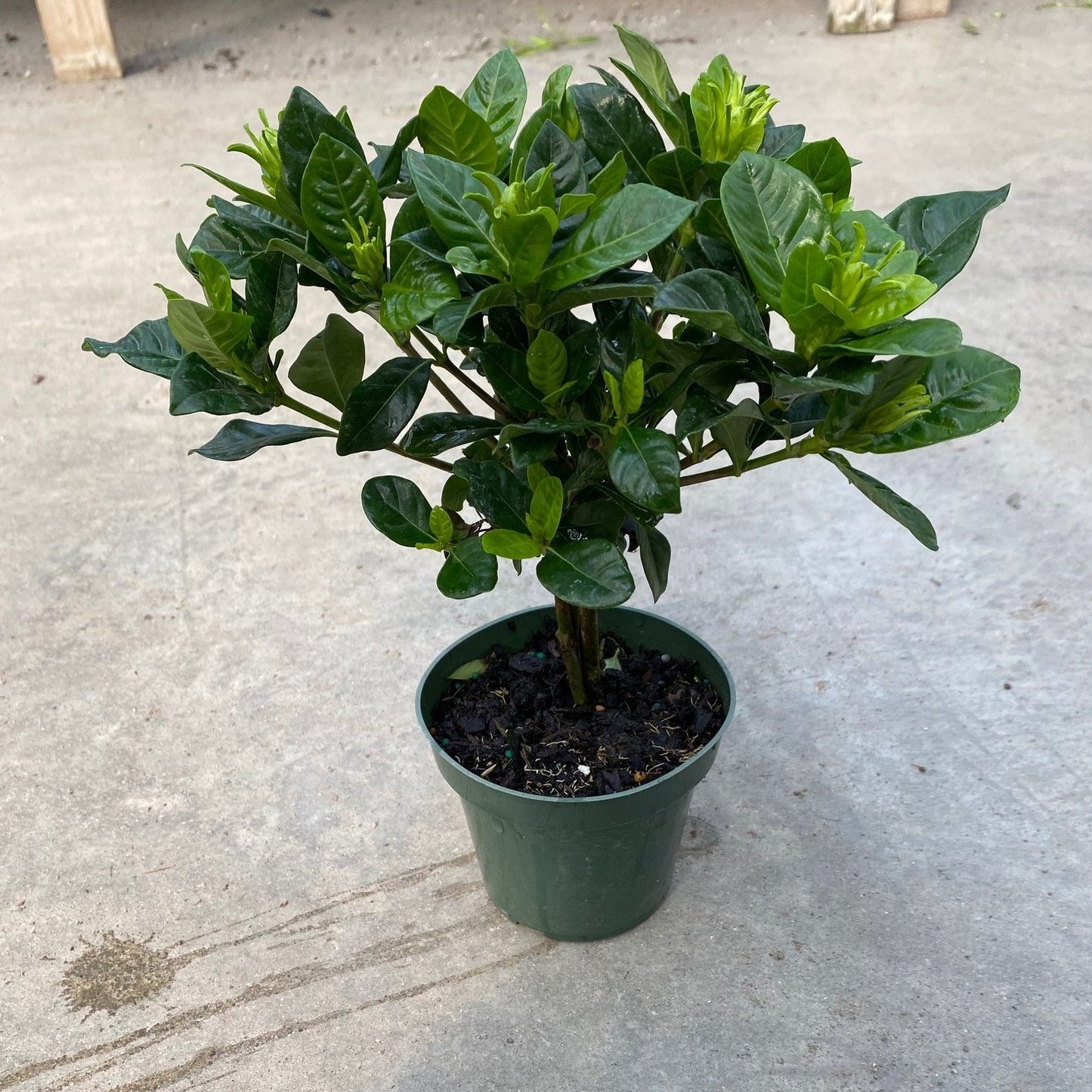Gardenia