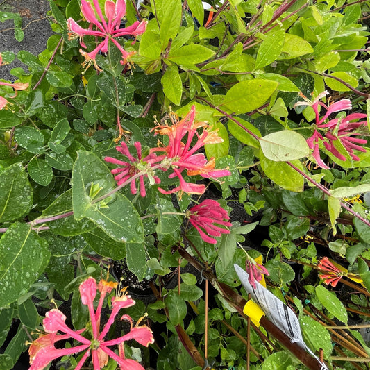 Honeysuckle 'Goldflame'