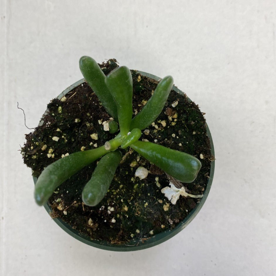 Succulent Jade Plant Hobbit 4" Pot
