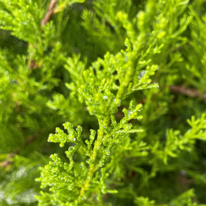 Juniper 'Mint Julep'