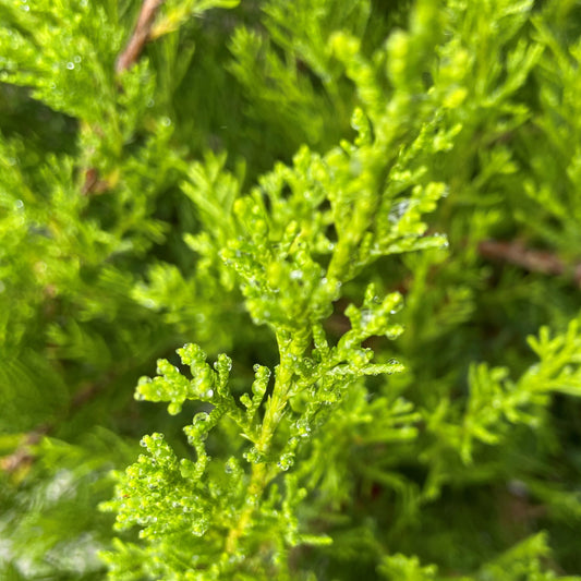 Juniper 'Mint Julep'