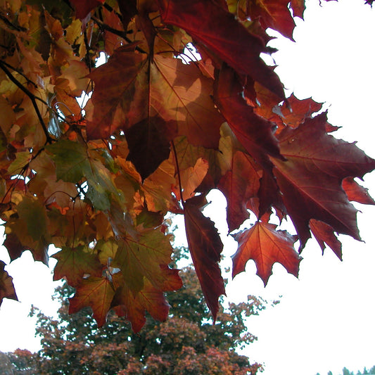 Maple 'Crimson King'
