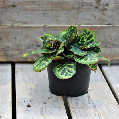 Calathea makoyana Peacock