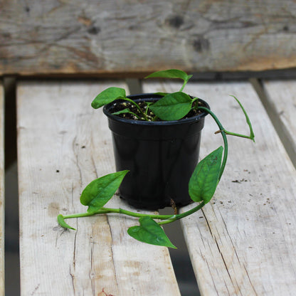 Pothos 'Dragon Tail'