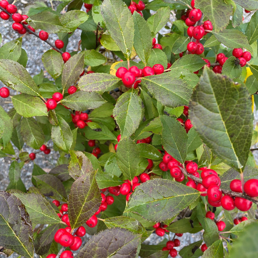 Winterberry 'Red Sprite'
