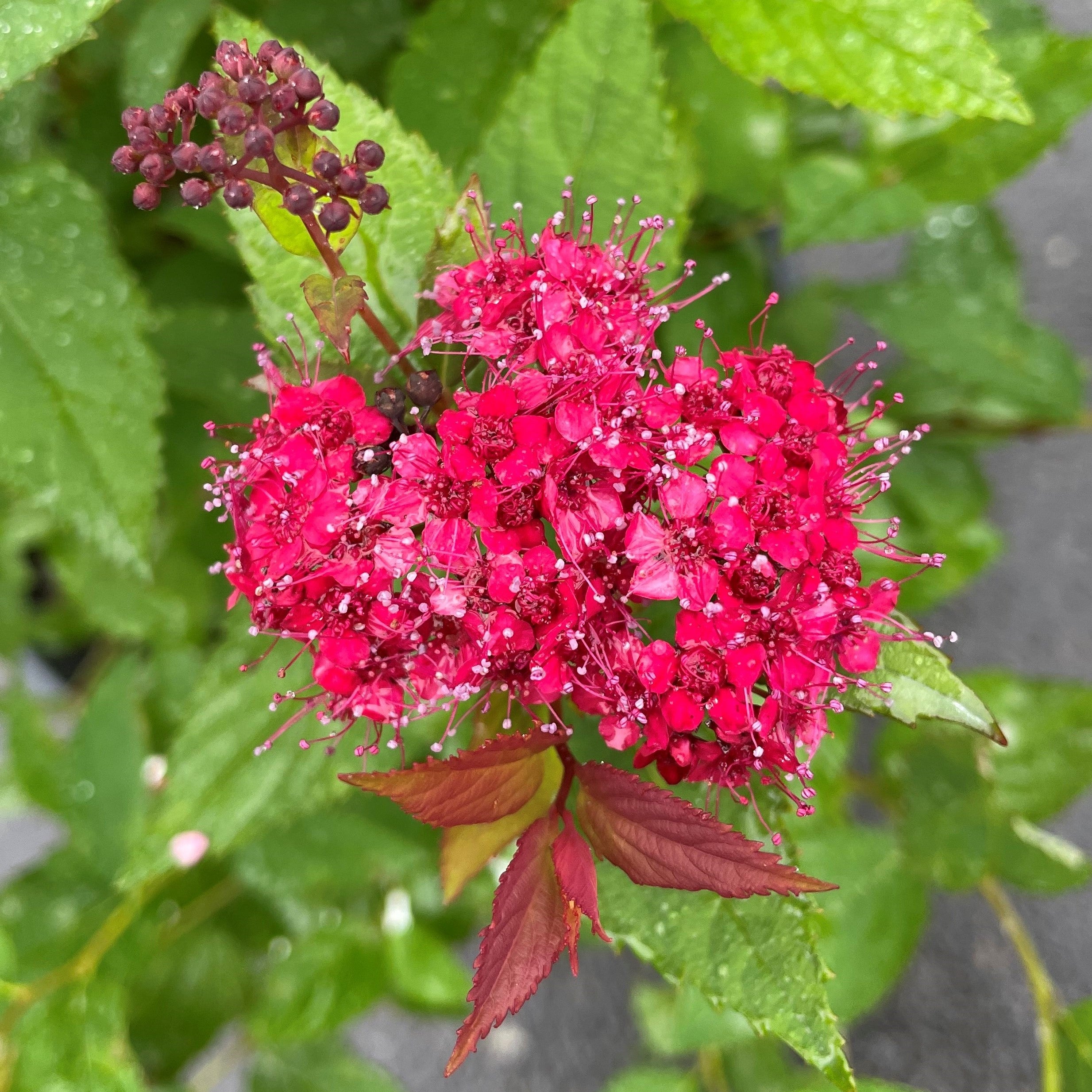 Spirea 'Double Play Doozie®'