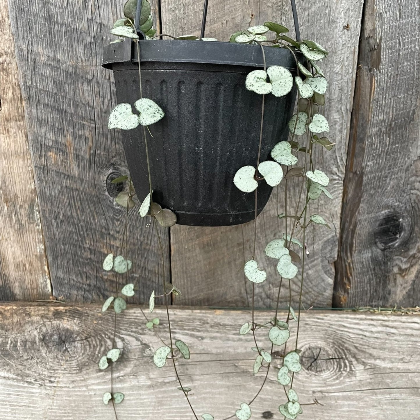 String of Hearts Green 6" HB