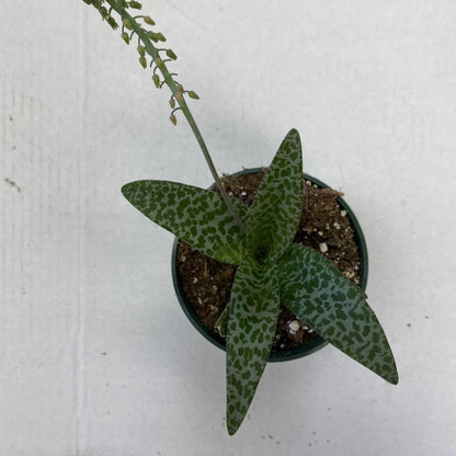 Succulent Ledebouria Socialis (Silver Squill) 4" Pot